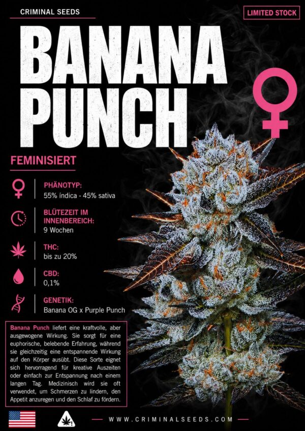 Banana Punch – Criminal Seeds feminisiert 3er Pack