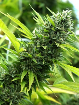 Banana Sapphire – Humboldt Seeds feminisiert 3er Pack Banana Sapphire - Humboldt Seeds feminisiert 3er Pack