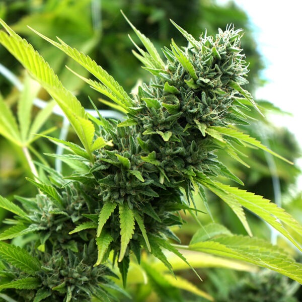 Banana Sapphire – Humboldt Seeds feminisiert 3er Pack