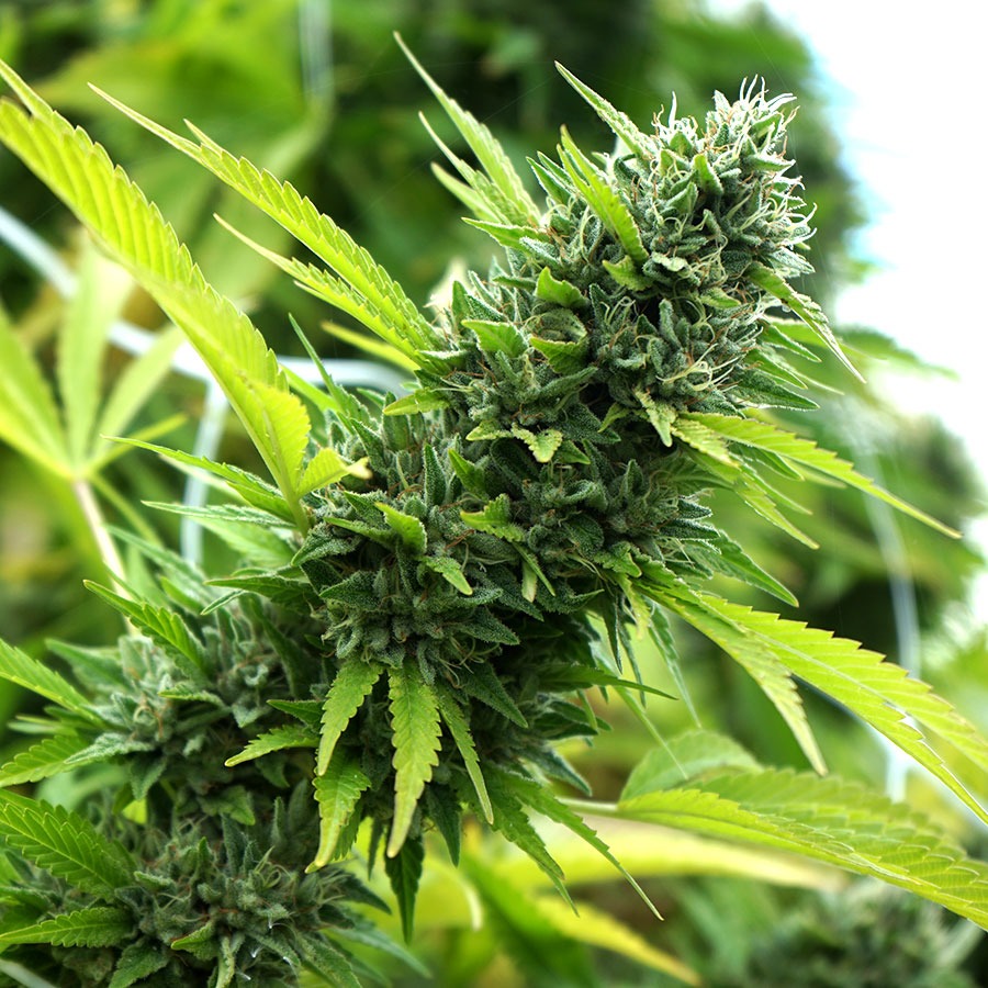 Banana Sapphire - Humboldt Seeds feminisiert 3er Pack