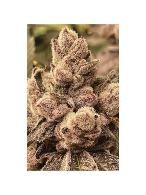 BBL – Cipher Genetics feminsiert 3er Pack