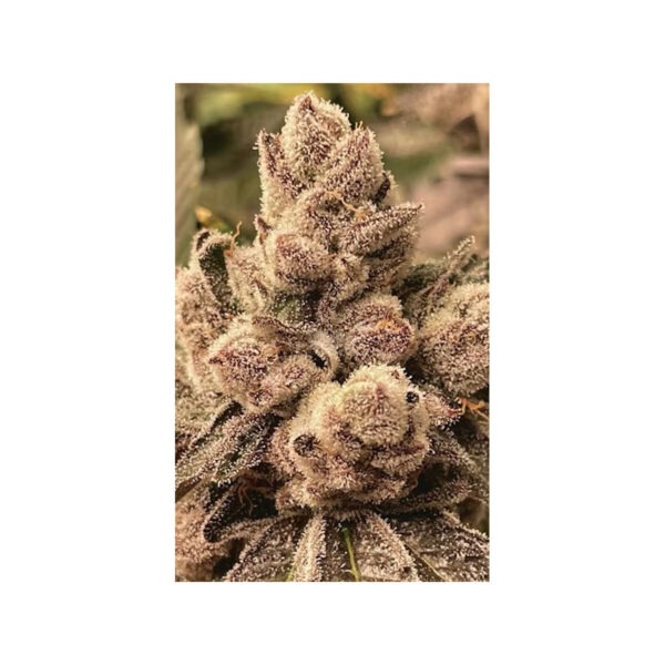 BBL – Cipher Genetics feminsiert 3er Pack BBL – Cipher Genetics feminsiert 3er Pack