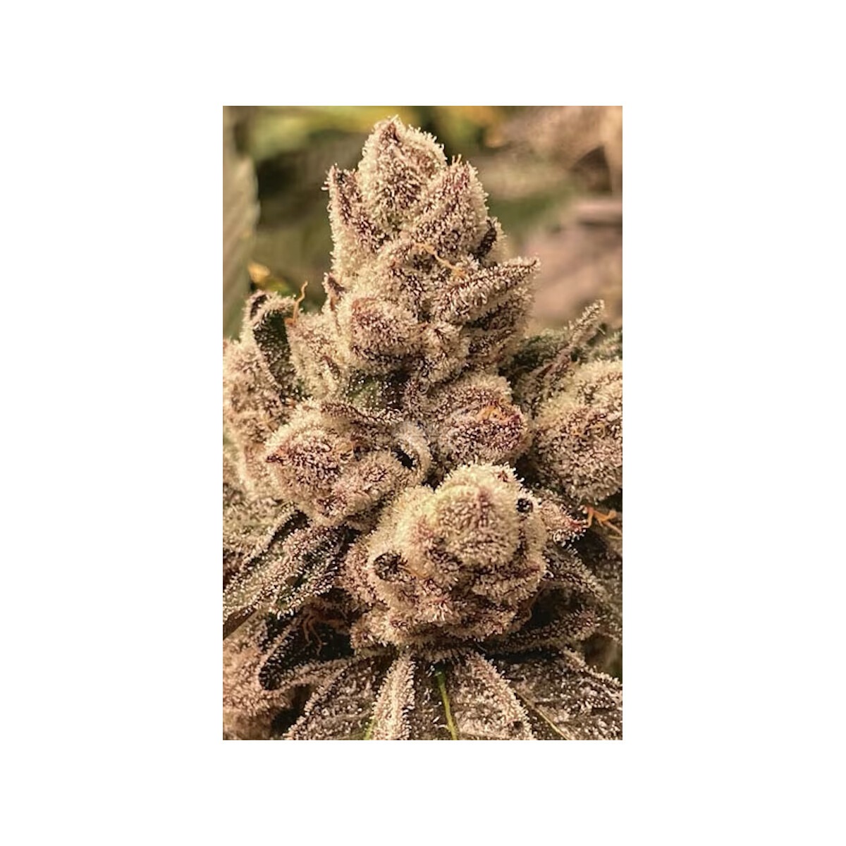 BBL - Cipher Genetics feminsiert 3er Pack