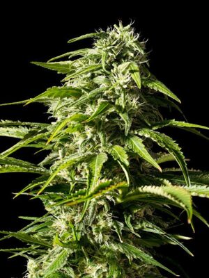 big-bull-flower.jpg Big Bull - Kannabia feminisiert 3er Pack