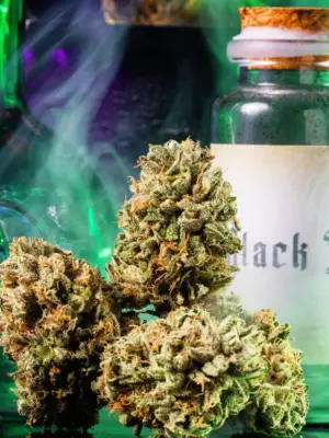 BIG Z Wizard Trees feminisert 3er Pack