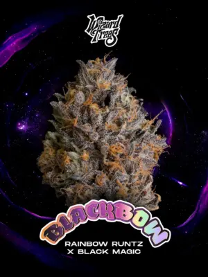 Black Bow - Wizard Trees feminisiert 3er Pack