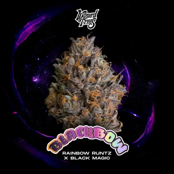 Black Bow - Wizard Trees feminisiert 3er Pack