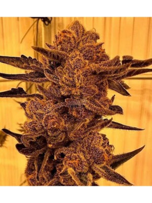 Black Cherry Flambe - In House Genetics feminisiert 3er Pack