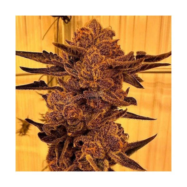 Black Cherry Flambe – In House Genetics feminisiert 3er Pack
