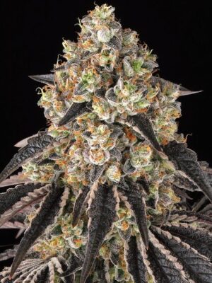 Black Cherry Gushers - Barneys Farm feminisiert 3er Pack