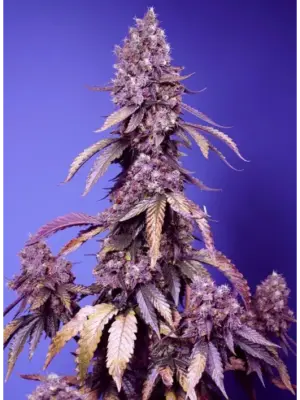 black-muffin-f1-fast-version.webp Black Muffin F1 Fast - Sweet Seeds feminisiert 3er Pack