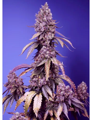 black-muffin-f1-fast-version.webp Black Muffin F1 Fast - Sweet Seeds feminisiert 3er Pack
