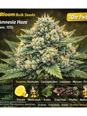 Amnesia Haze – Bloom Bulk Seeds feminisiert 10er Pack Cannabis Samen