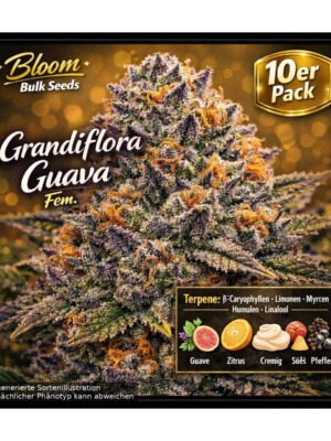 Grandiflora Guava – Bloom Bulk Seeds feminisiert 10er Pack Cannabis Samen