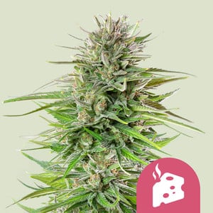 blue-cheese-1.jpg Blue Cheese Royal Queen Seeds feminisiert 3er Pack