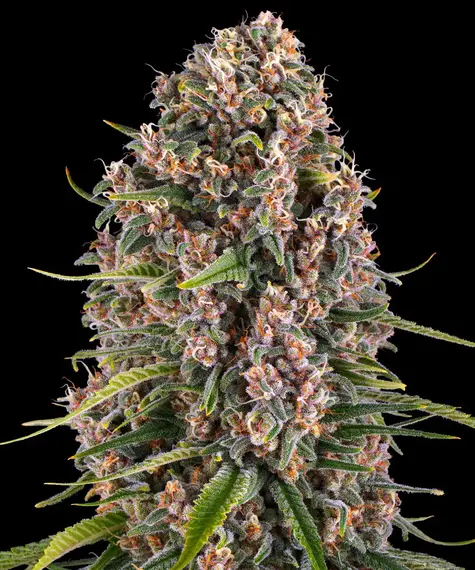 Blue Cheese - Barneys Farm feminisiert 3er Pack