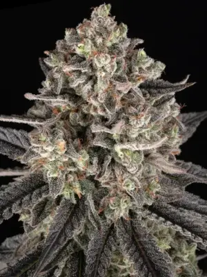 Blue Dream - Barneys Farm feminisiert 3er Pack