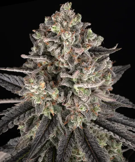 Blue Dream - Barneys Farm feminisiert 3er Pack