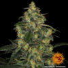 Barney's Farm blue gelato 41 Samen – Bild 2
