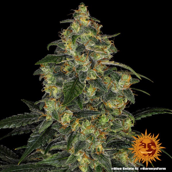 Barney's Farm blue gelato 41 Samen – Bild 2