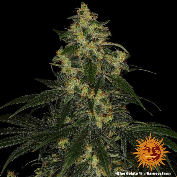 Barney's Farm blue gelato 41 Samen – Bild 3