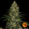 Barney's Farm blue gelato 41 Samen – Bild 4