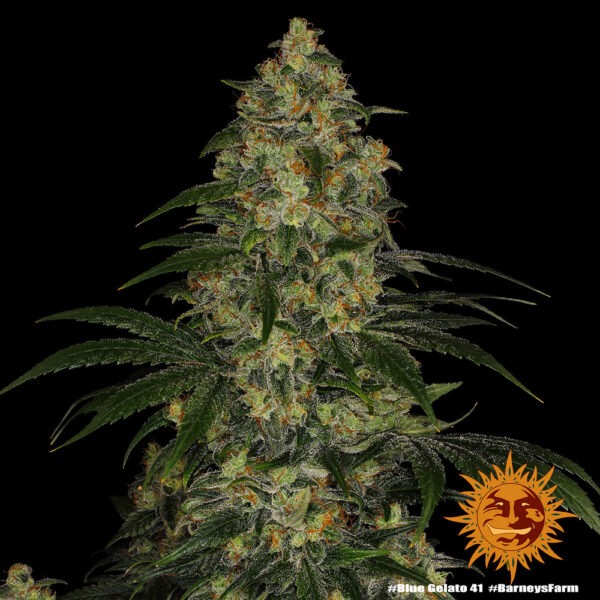 Barney's Farm blue gelato 41 Samen – Bild 4