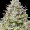 Barney's Farm blue gelato 41 Samen