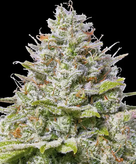 Barney's Farm blue gelato 41 Samen
