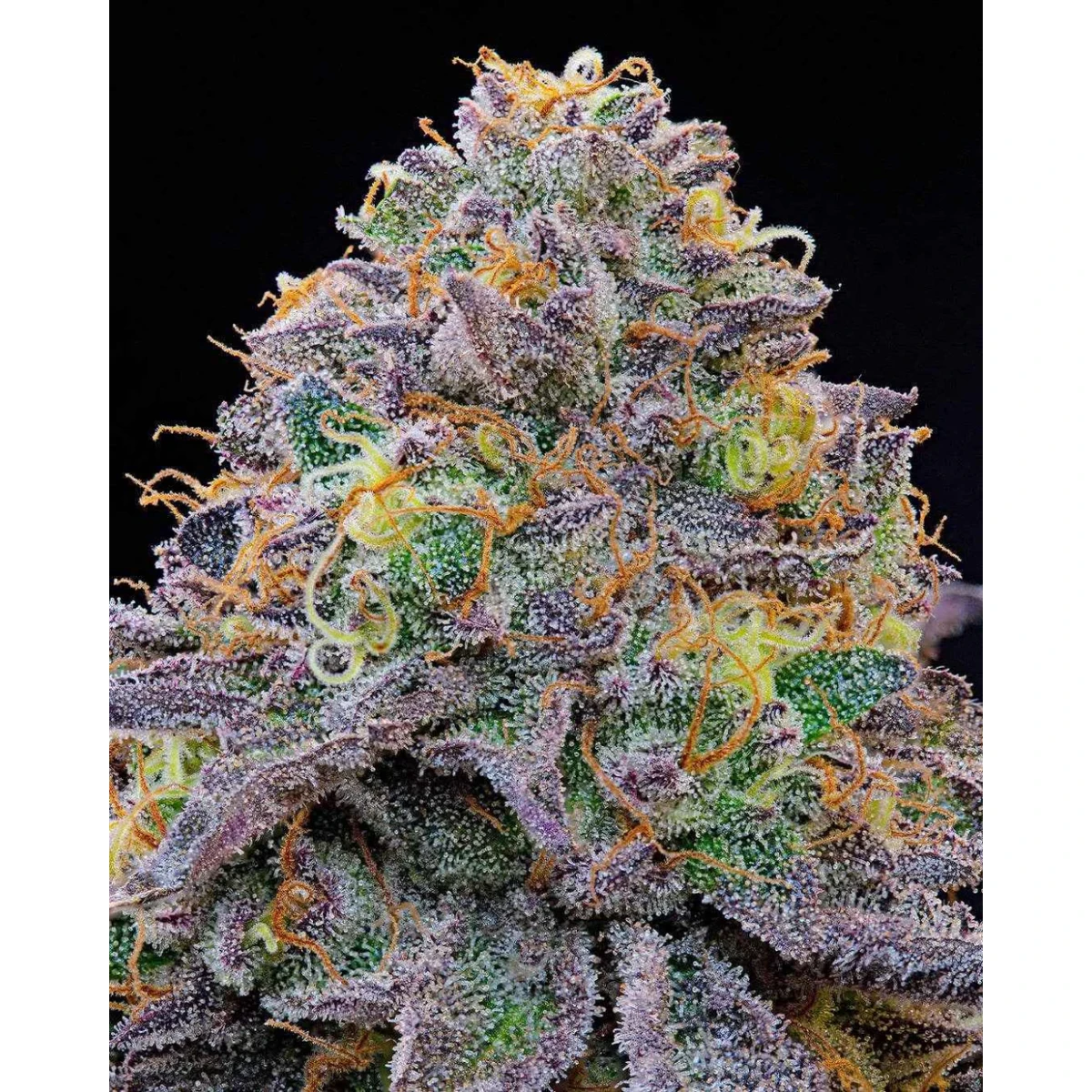 Blue Gelonade – Grounded Genetics 7er Pack