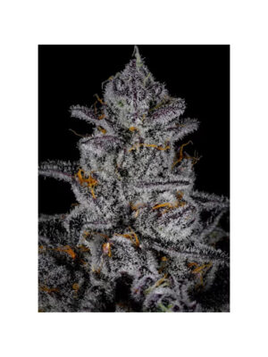 Blue Zangria – Cipher Genetics feminisiert 3er Pack