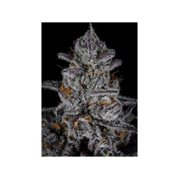 Blue Zangria – Cipher Genetics feminisiert 3er Pack