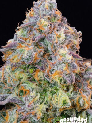 Blue Zlime – Grounded Genetics feminisiert 7er Pack Blue Zlime – Grounded Genetics feminisiert 7er Pack