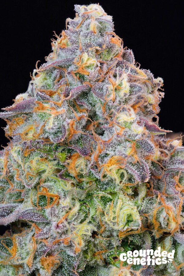 Blue Zlime – Grounded Genetics feminisiert 7er Pack