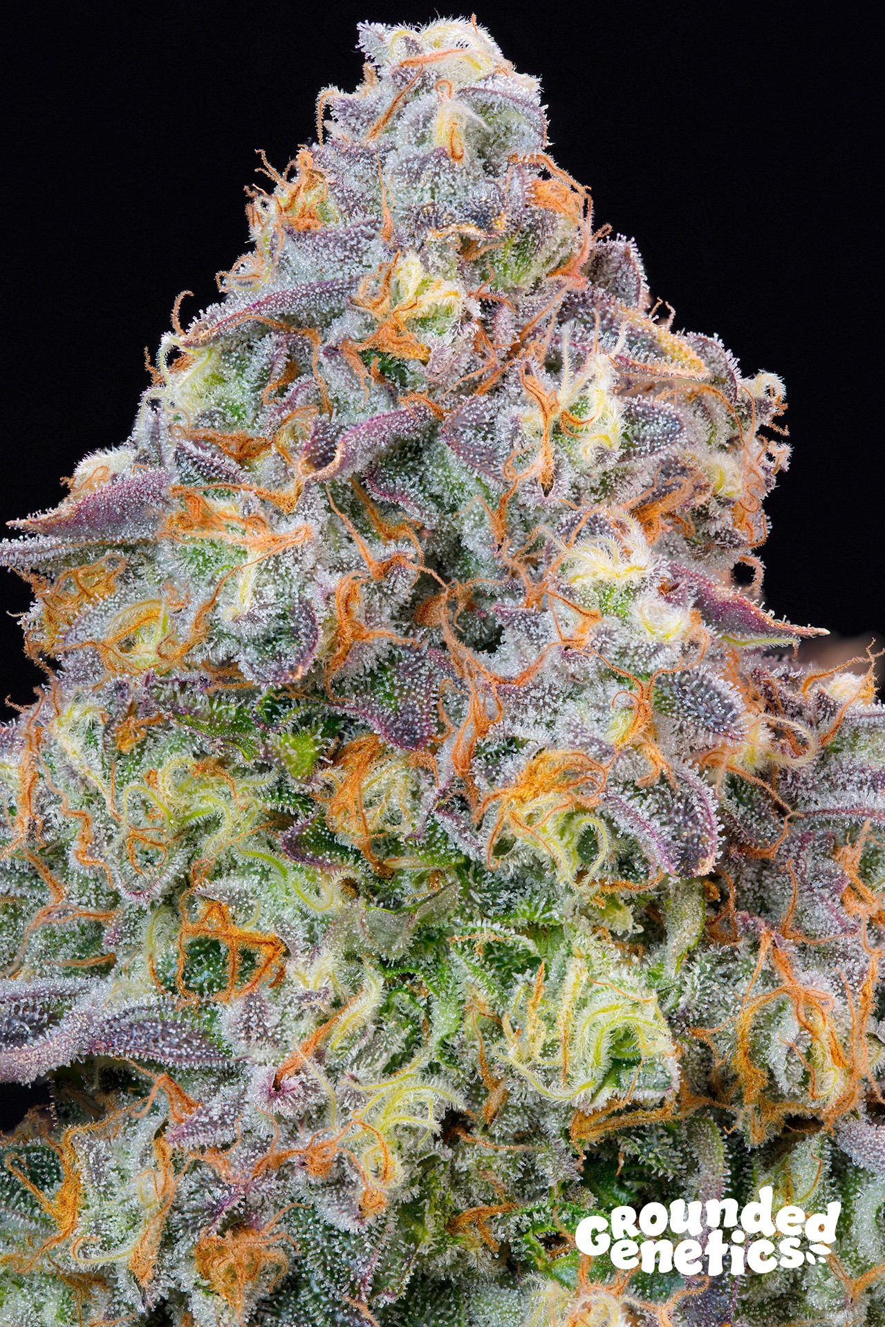 Blue Zlime – Grounded Genetics feminisiert 7er Pack