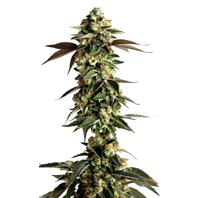 Blue Zushi – Growers Choice feminisiert 3er Pack Blue Zushi – Growers Choice feminisiert 3er Pack