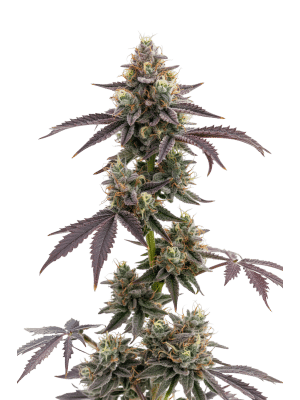 Blue Forest Berry Auto – Growers Choice feminisiert 3er Pack Cannabis Samen