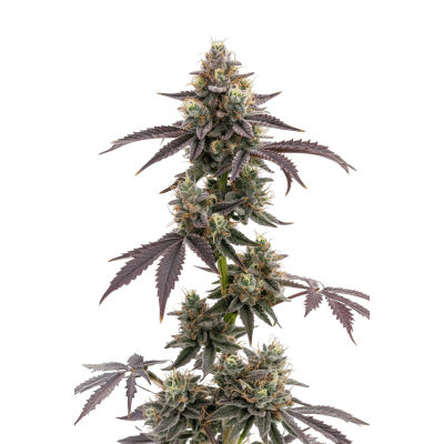 Blue Forest Berry Auto – Growers Choice feminisiert 3er Pack Cannabis Samen