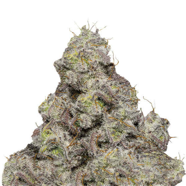 Growers Choice Blue Forest Berry Samen – Bild 2