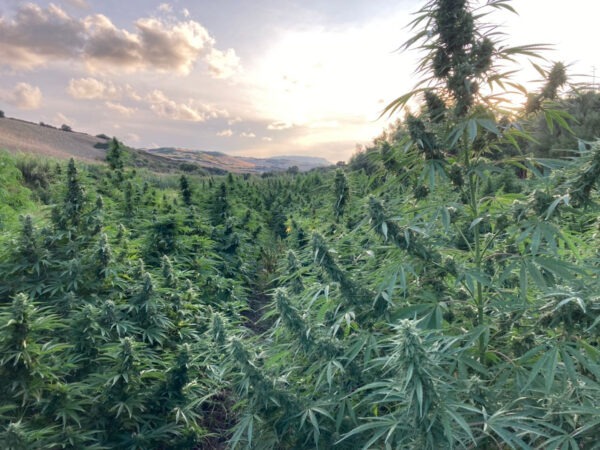 Growers Choice Blue Forest Berry Samen – Bild 4