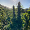 Growers Choice Blue Forest Berry Samen – Bild 5