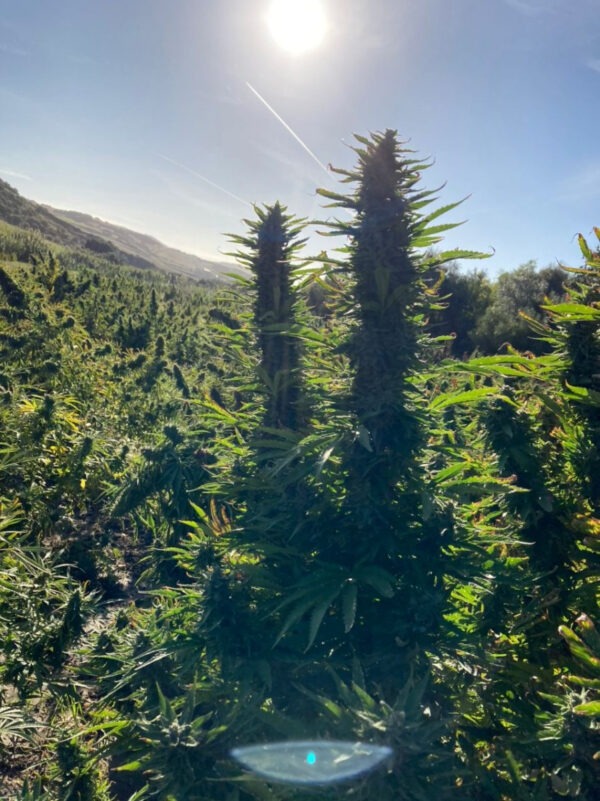 Growers Choice Blue Forest Berry Samen – Bild 5