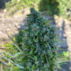 Growers Choice Blue Forest Berry Samen – Bild 3