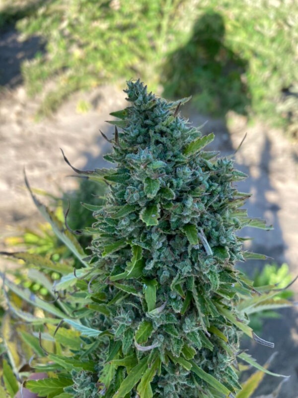 Growers Choice Blue Forest Berry Samen – Bild 3