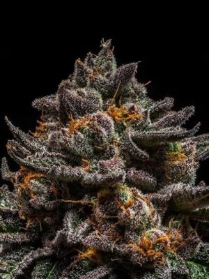 Brain Cake - Ripper Seeds feminisiert 3er Pack