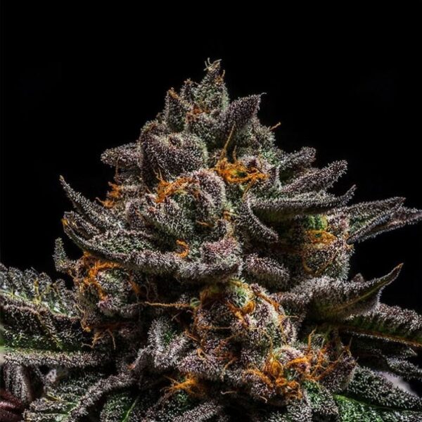 Brain Cake - Ripper Seeds feminisiert 3er Pack