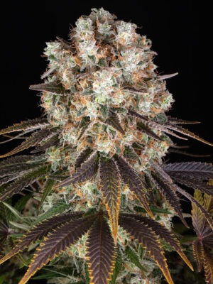 Bruce Banner Auto - Barneys Farm feminisiert 3er Pack