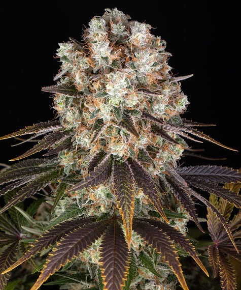bruce-banner_circle_new_21_125708.jpg Bruce Banner Auto - Barneys Farm feminisiert 3er Pack