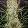 Growers Choice Bruce Banner Autoflower Samen – Bild 3