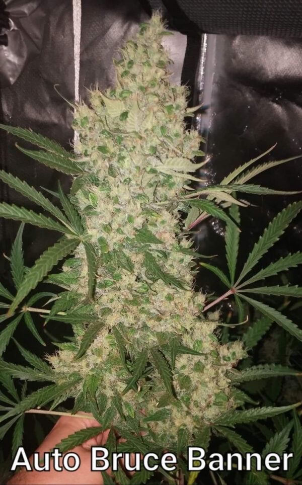 Growers Choice Bruce Banner Autoflower Samen – Bild 3